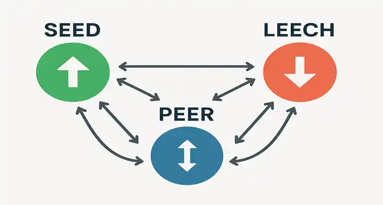 seed, peer, leech